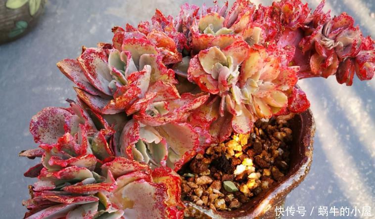 光照|养多肉安全度夏该注意的地方