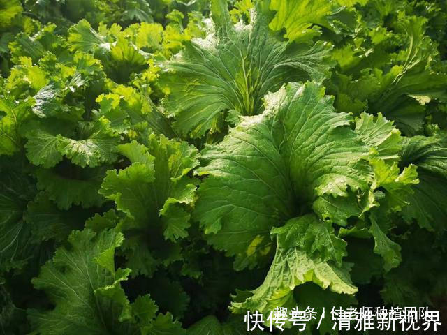 这种青菜不仅好种还好吃，包饺子非常特别，你不试种一下吗