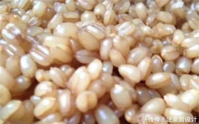 仲春适合野钓大板鲫,介绍几款自制“素饵”,钓大鲫鱼很给力