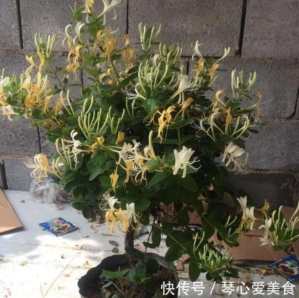 治病|喜欢盆栽这3款植物就赚大了,既能观赏又能治病,堪称天然药箱