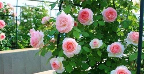 漂亮|家有庭院就养4种花,好养漂亮花期长,开花一簇簇,开成百花园!