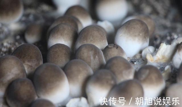 草菇5种最好吃的做法,每种都简单美味,看看你喜欢吃哪种