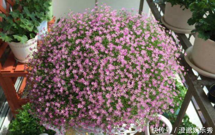 爆盆|什么花一盆开花上百朵?选5种就可以,不仅开花美,而且易爆盆
