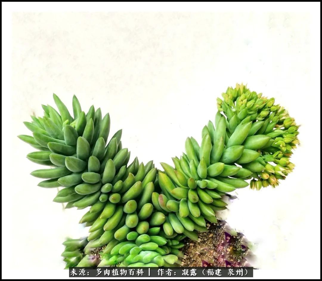 喜欢养肉,喜欢赏肉,更喜欢拍,如此怎能不掉肉坑