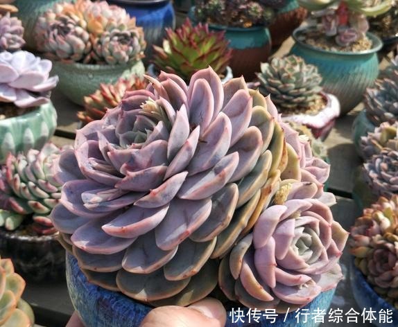 放在顶楼露养1个月后,给多肉拍照的时候,再也不用开滤镜了!