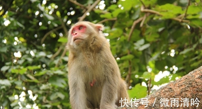 马马|哪3生肖，在8月期间，运势换挡加速，业绩好喜事多，越来越富裕