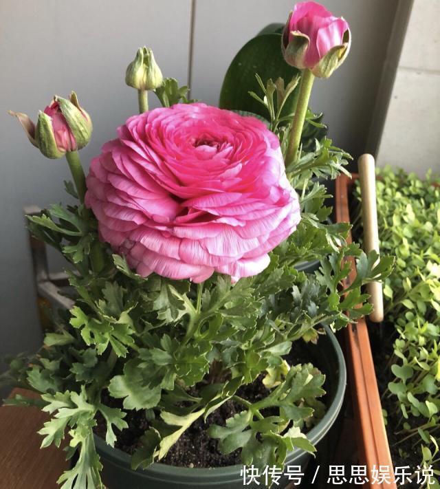 邻居种了1盆“芹菜”,却开出了“牡丹花”,花苞又大又鲜艳