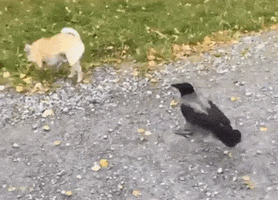 |搞笑GIF:本来想展示一下自己的身材 没想到一下子卡进去了