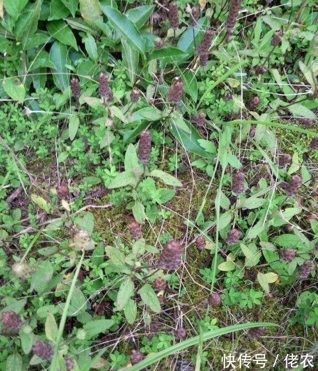 茎干|这野草,学名“夏枯草”,是中药“珍宝”,野外遇见,请勿错过!