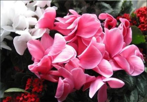 这几款灿烂多姿的花卉，开花“惊艳”，香飘满屋，韵味十足，美