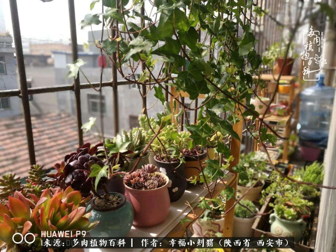 时光荏苒，种肉赏肉已成了生活中不可缺少的一部分！