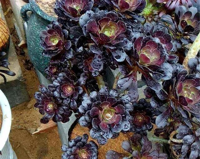 黑和尚擅长斩首技术,所以在这5点,侧芽长得很快一个是头发变长