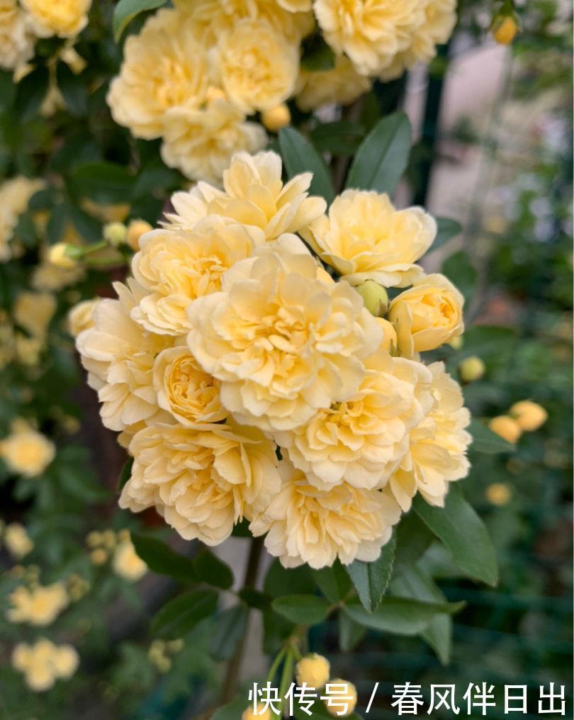 新手|“急性子”的4种花,买回家很快开花,适合新手养