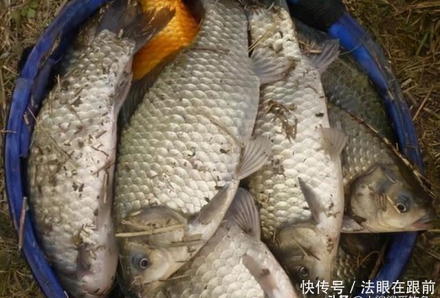 适合野钓黑坑的窝料、钓饵、散炮的饵料自制方法还在找?渔获翻倍