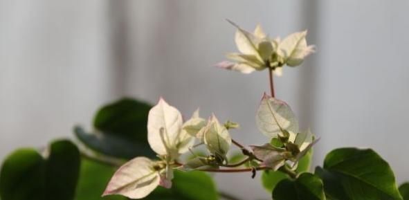 学会给三角梅“打顶”，小苗变盆景，一年四季花开满枝头