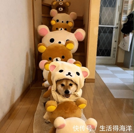 间谍|来自汪星的间谍，经常游走各种动漫本汪可塑性还是很高滴！