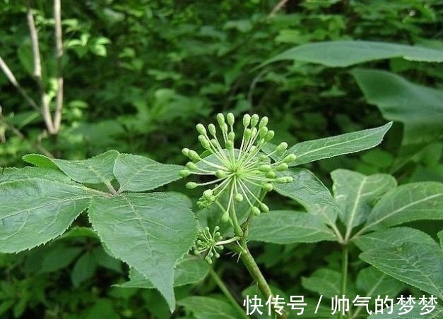 这东西，价值不输人参，昔日千金不换，如今沦为杂草，可惜了