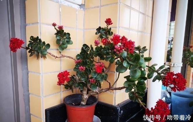 把一盆普通的长寿花,养成惊艳老桩,养护技巧有3个