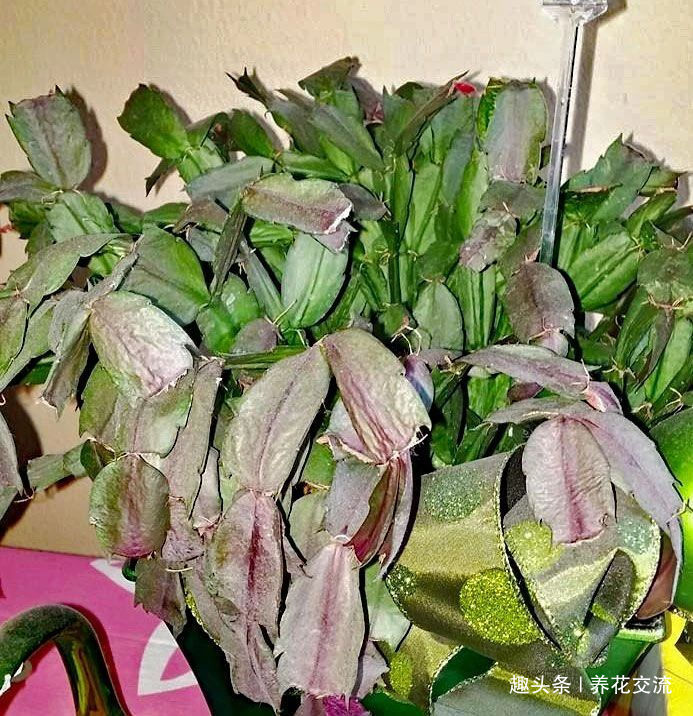 室内蟹爪兰四季养护操作,繁殖和促花技巧教给你,看你能学多少