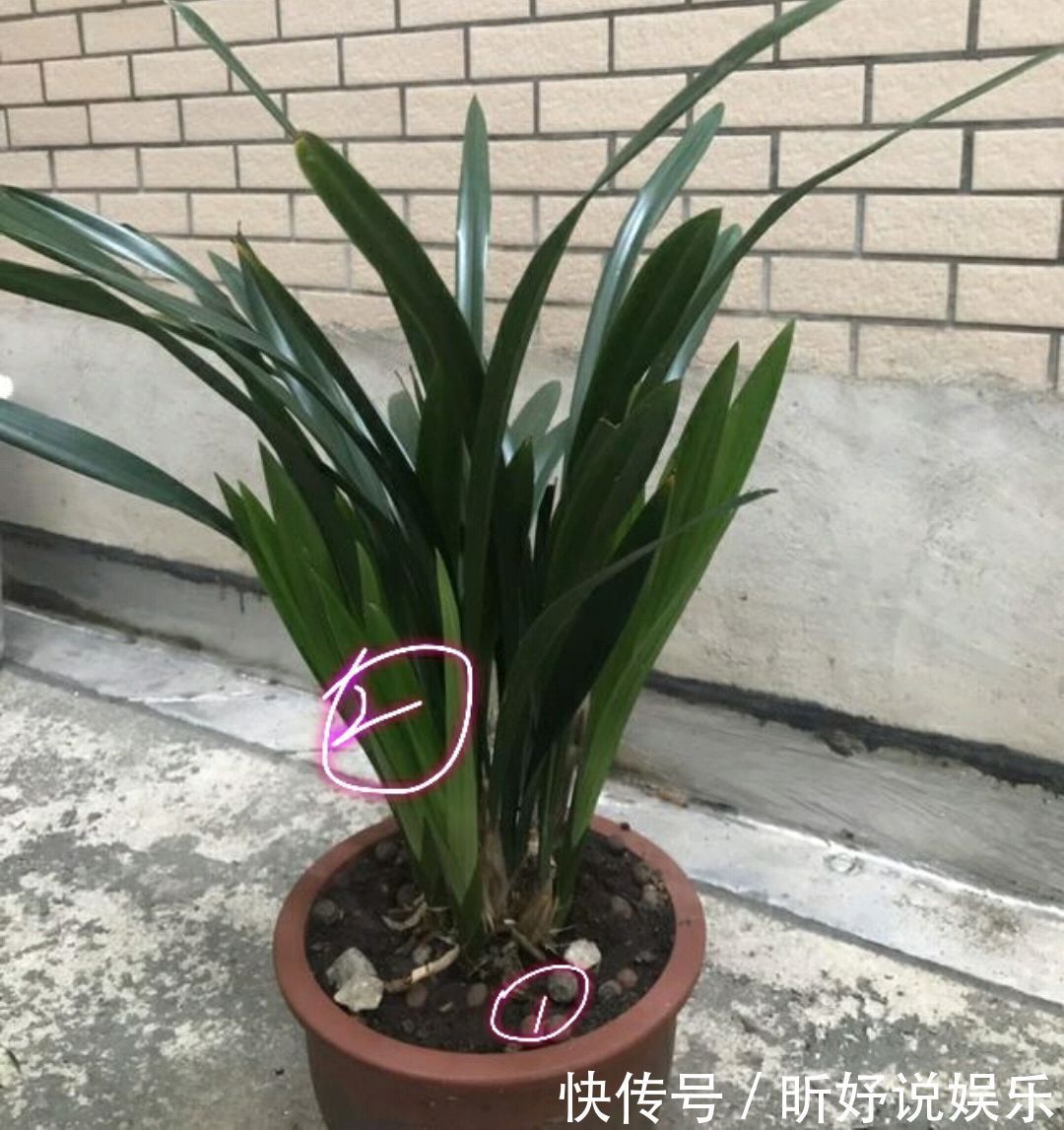 秋季养墨兰,做不到3点,春节开花是做梦,秋季花芽破土很关键