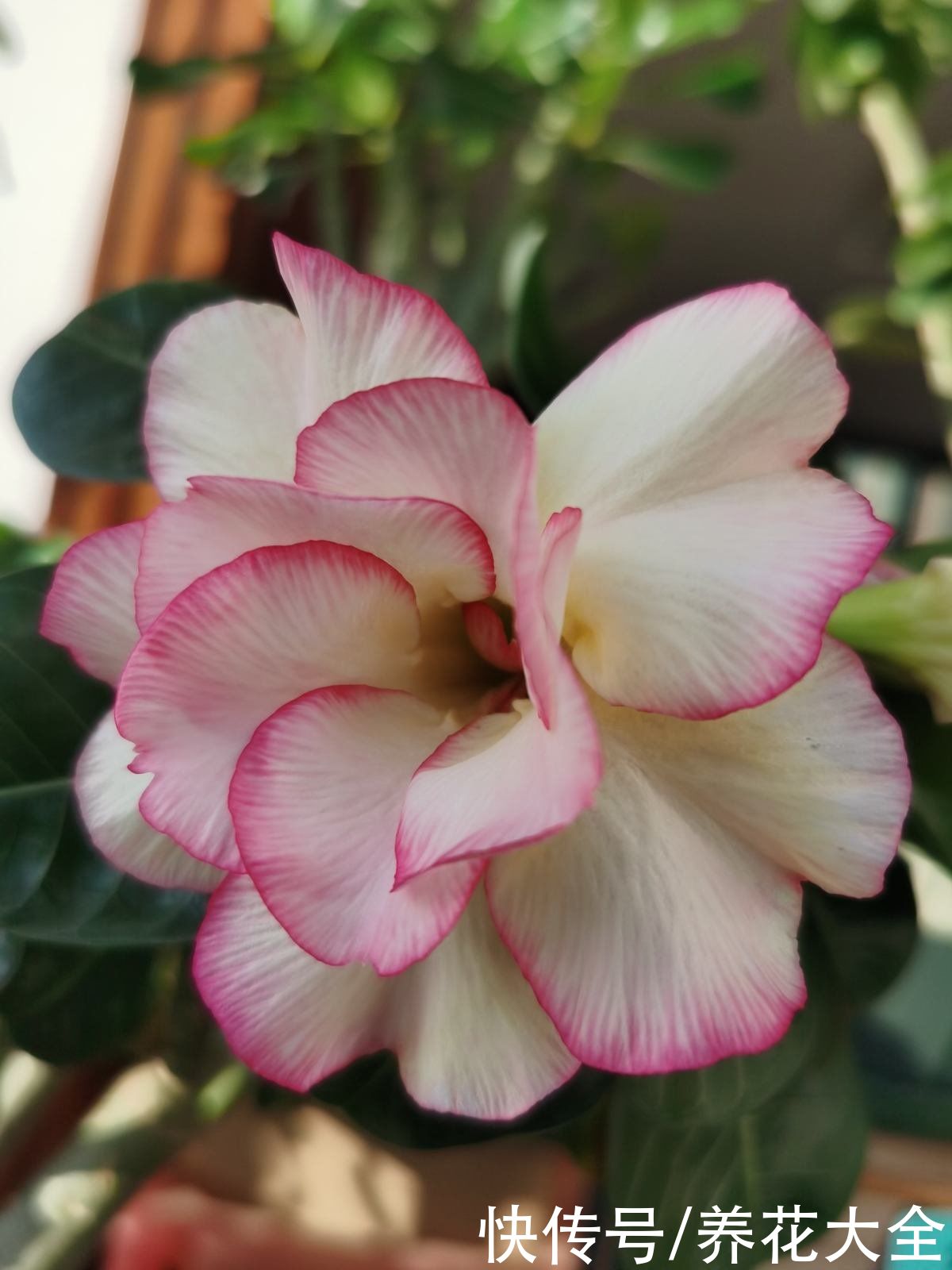 养花要选对花盆，根系才能长成“萝卜”，植株长得旺