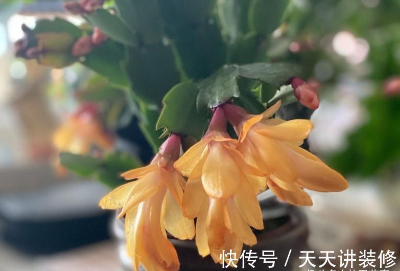 休眠|9月做件事,唤醒蟹爪兰,10月3方法,年底花开爆