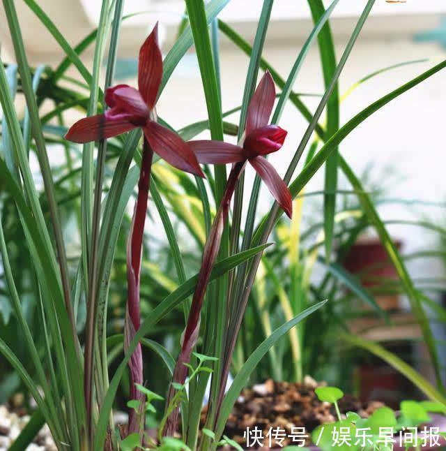 这款兰花真不错，建议花友们入手一盆，香气浓郁，花色艳丽