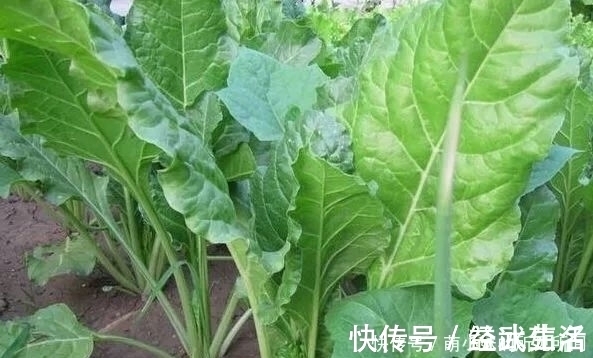 牛皮菜|过去以难吃出名的野草,后来被用来喂猪,现在又成了天然蔬菜!