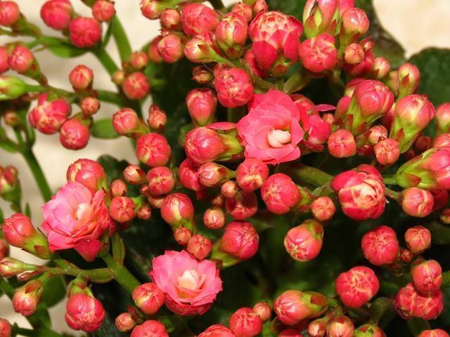 施肥|长寿花最喜欢这种肥,盆里埋一点,一年施肥麻烦都省了