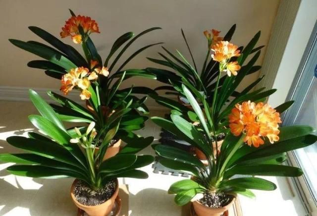 浇水|公认最难养的8种花，叶子动不动就发蔫，新手慎买！