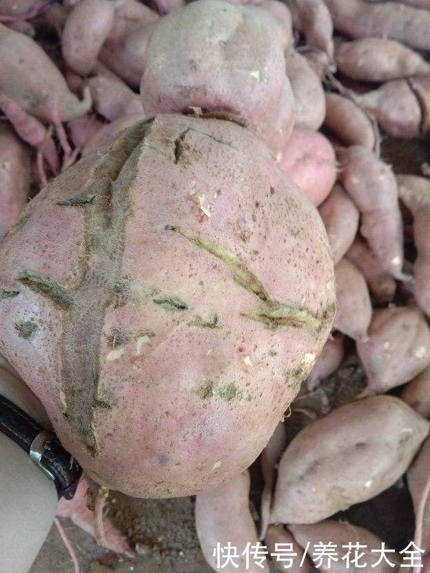 在家蒸的红薯不好吃,总有一股水汽味,原来是没注意这一点