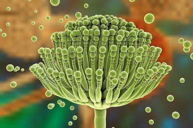 温床|此些是“黄曲霉素”的温床,平时喜欢藏在卫生间里,早知道早受益