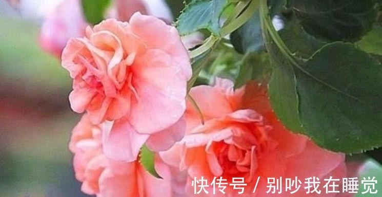 茶花|养花就养个花期长的，花姿妖娆，四季繁花似锦，美