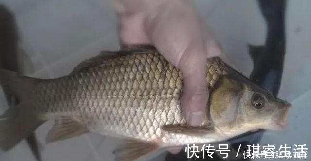 钓友|泡沫饵加点“它”,鲫鱼鲤鱼好钓到怀疑人生!