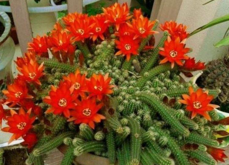 4种花仙气飘飘,迷人的花朵,花大多又艳,开花就停不下来