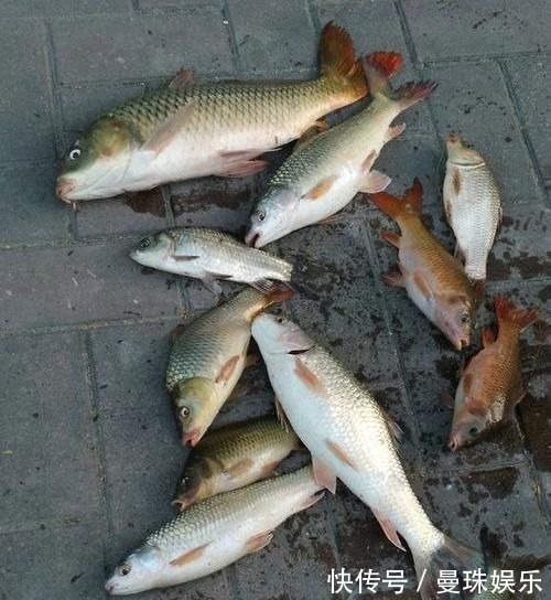 男子珠江钓起“鲤鱼王”,40斤体长超1米,应该放生吗