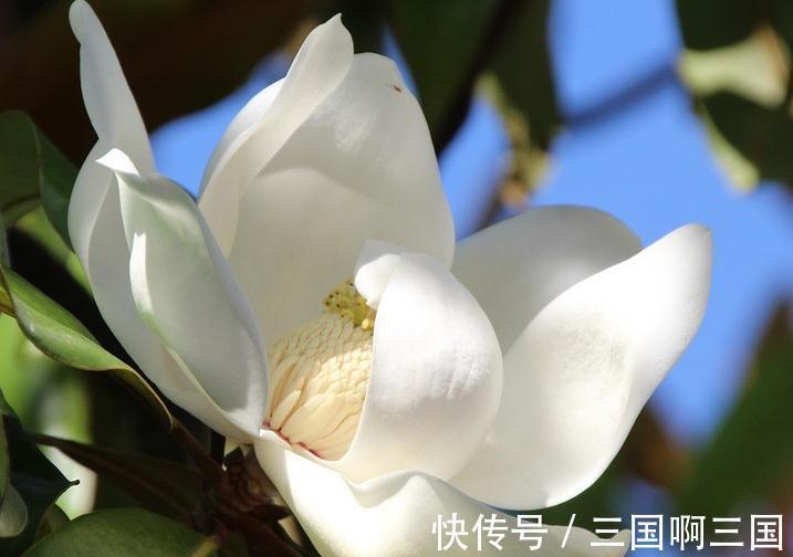 这棵鸡蛋木兰花,花开如莲,全身是宝