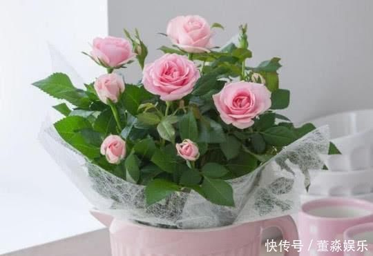 花开的三种花,开花,一次,开花,一年不停,谁养的