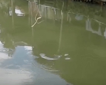 家门口边上的野塘,竟钓起一条粉嫩的鱼,像块肥肉,有人认得吗