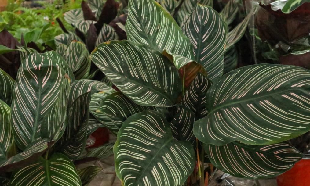 叶子|这些观叶类植物,叶子比花还好看,你喜欢吗?