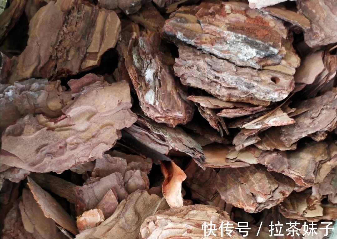 养花小技巧，花盆下面垫5种“东西”，可避免出现烂根黄叶