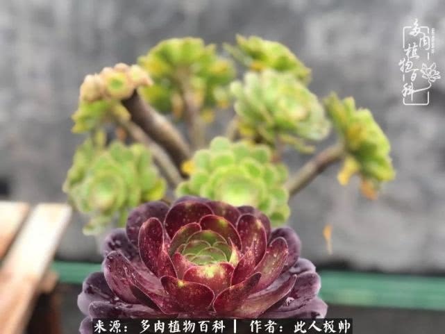 骄阳艳玫瑰,梦幻魔法师!独爱你的百媚千红!