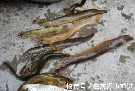 笋壳鱼|农村逐渐消失的5种小鱼,儿时用蚯蚓能钓到,现在却罕见了