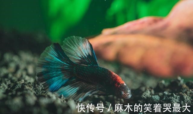 为什么你的鱼总是不断死去什么原因如何预防！