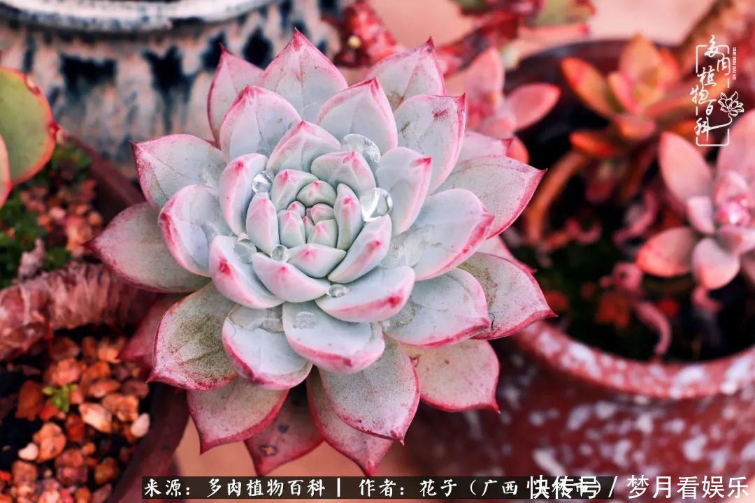 为了爱情|为了爱情来到陌生城市,偶遇多肉,地老天荒的爱恋!