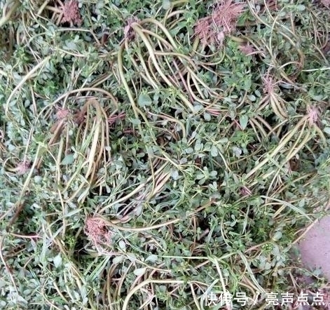 農(nóng)村這東西隨處可見，餓了當(dāng)菜吃還能當(dāng)藥材，千萬別錯(cuò)過了