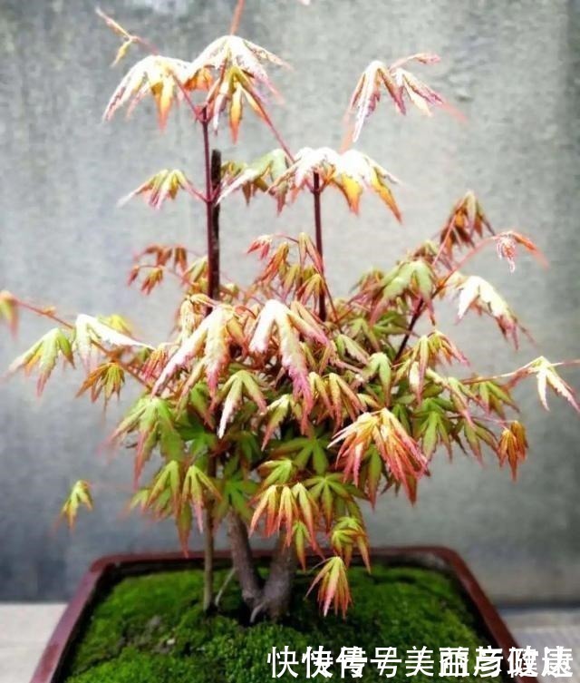 紫藤|4种花养成老桩,价格能翻好几倍,开花也更多!