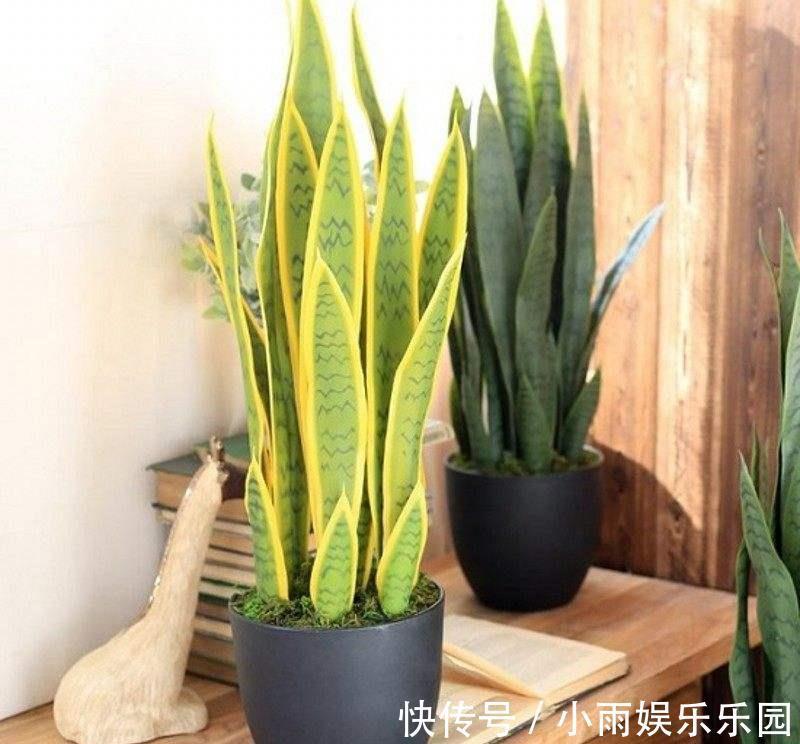 家里不要乱养花!6种养人花,吸废气制氧气,还有旺家的好寓意