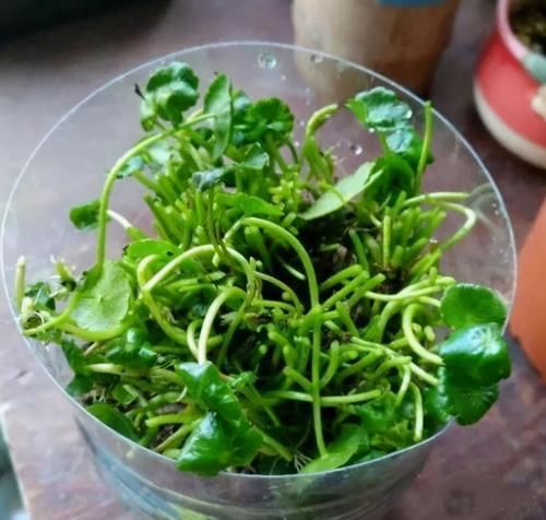 铜钱草盆栽叶子发黄，怎么处理和补救呢？有2种处置方式
