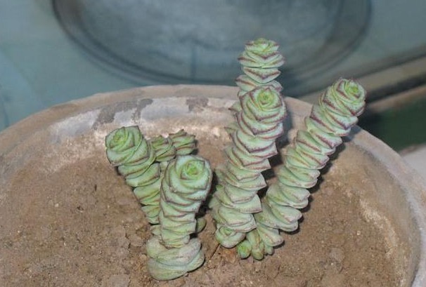 给钱串子换盆换土,几种方法务必掌握,能让钱串子长得快又好